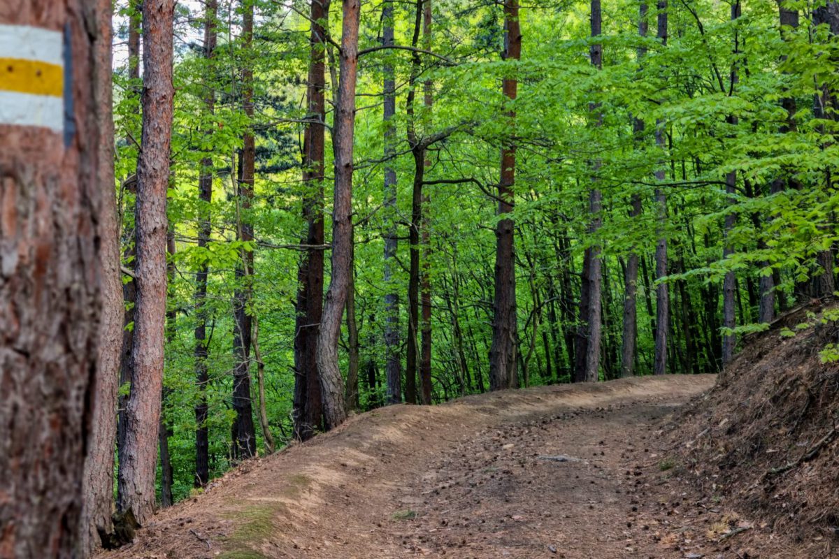 Hosszú-bérc szakasz 03