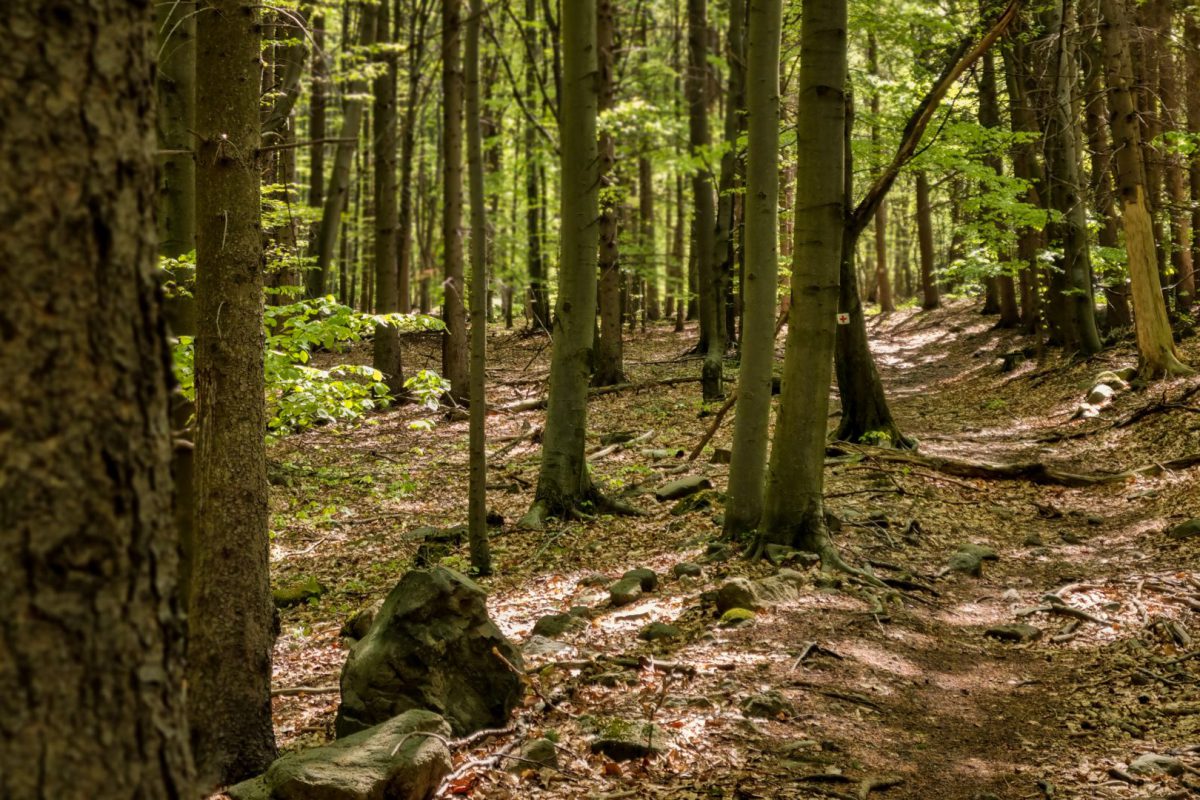 Hosszú-bérc szakasz 05